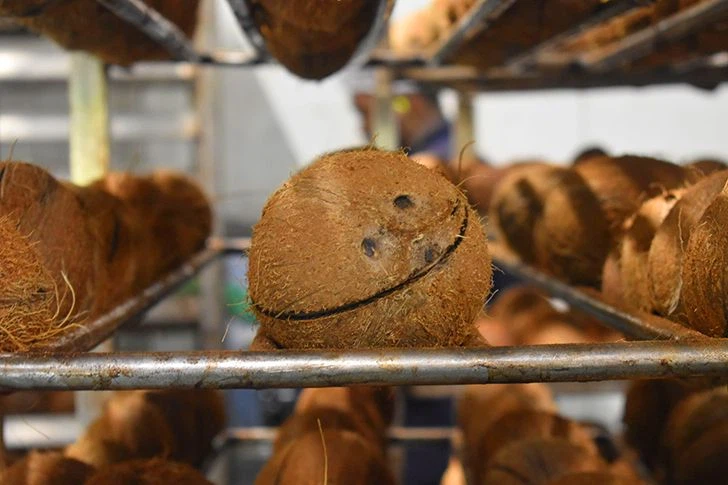 Die Kokosnuss reift vor der Weiterverarbeitung nach (©HPW)