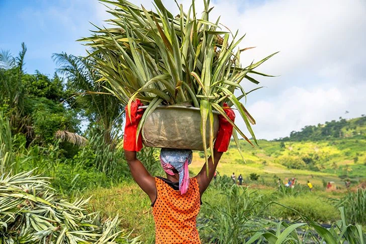 Ananasfarm des kollektiven Landwirtschaftsprojekts in Ghana (©HPW)