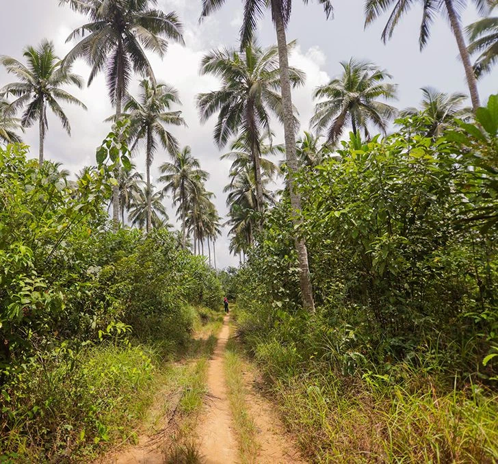 Die Kokosnussfarm: Wildwurchs für die Artenvielfalt (©HPW)
