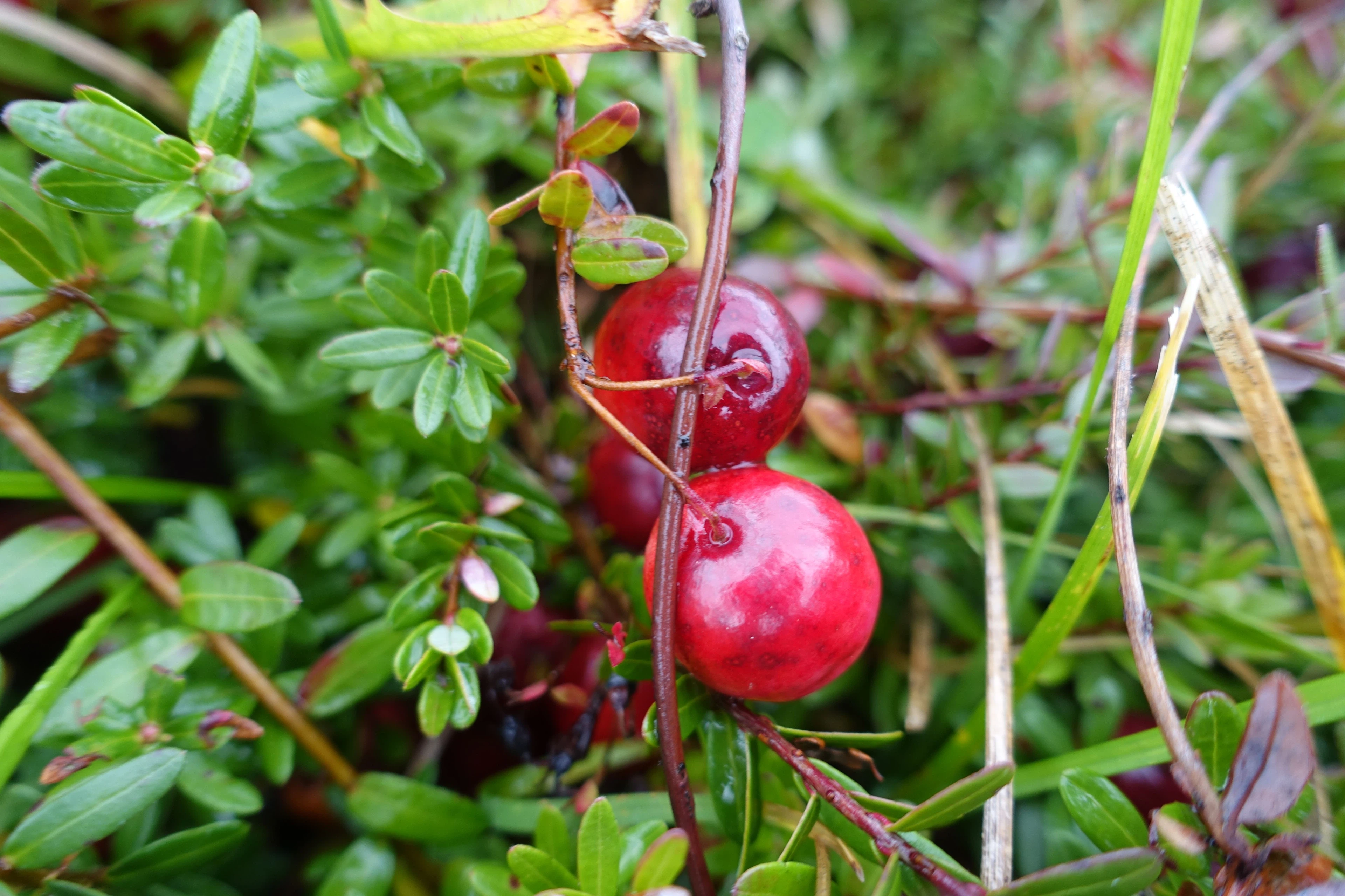 Cranberries: reif zum Ernten
